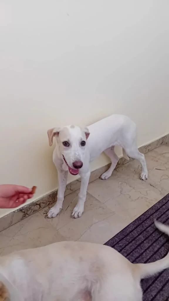 LUNETTA, female puppy Mixed Breed for adoption at Dimensione Animale Bergamo