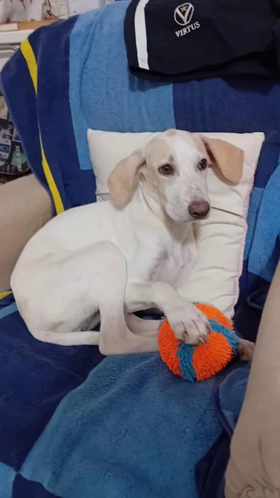 LUNETTA, female puppy Mixed Breed for adoption at Dimensione Animale Bergamo