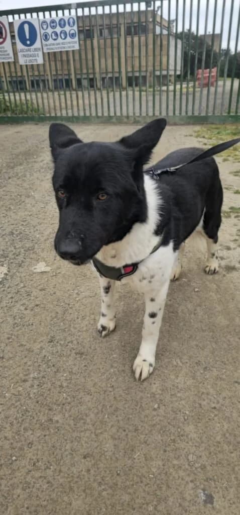 LUPETTA, female 3yo Mixed Breed for adoption at Dimensione Animale Bergamo