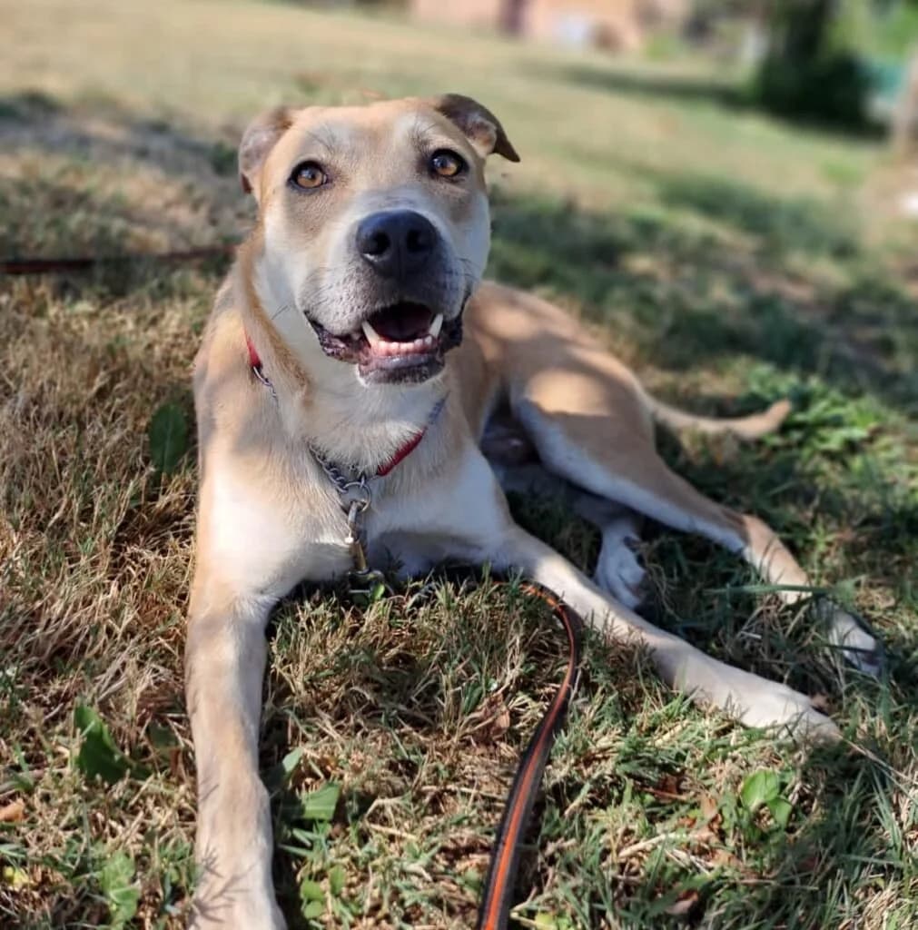 LUPIN, male 3yo Mixed Breed for adoption at Dimensione Animale Bergamo
