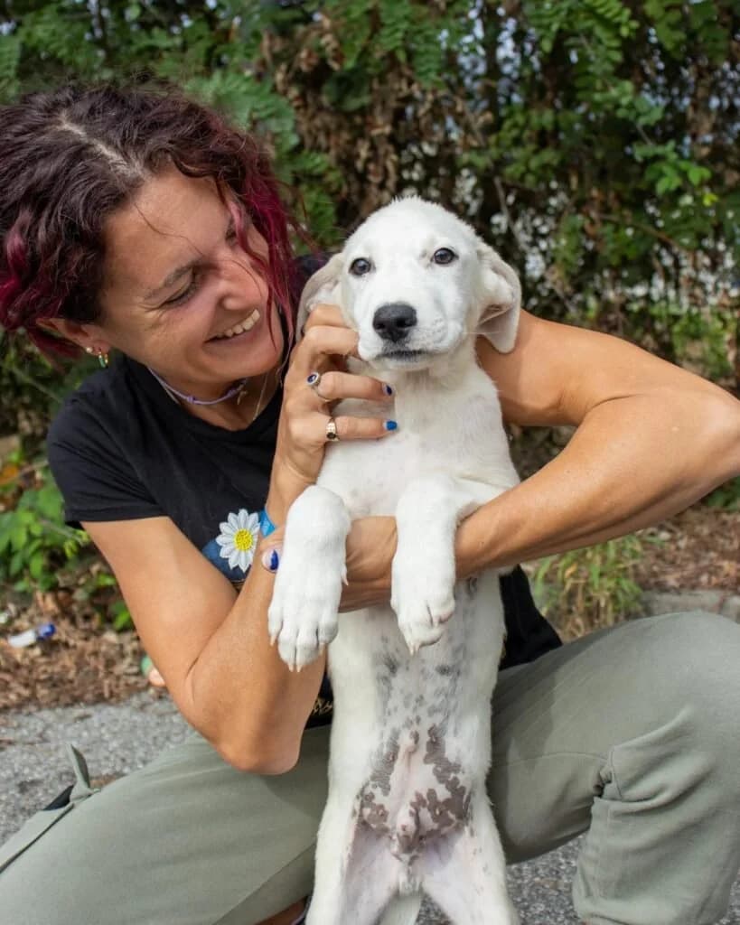LYAM, male puppy Mixed Breed for adoption at Dimensione Animale Bergamo