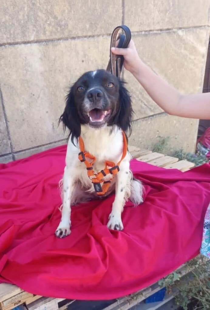 MALI, female 3yo Mixed Breed for adoption at Dimensione Animale Bergamo