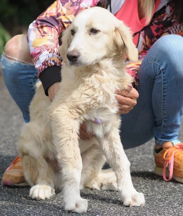 MARCO, male puppy Mixed Breed for adoption at Dimensione Animale Bergamo