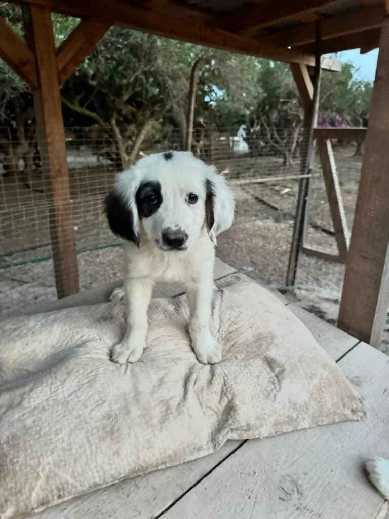 MASHA, female puppy Mixed Breed for adoption at Dimensione Animale Bergamo