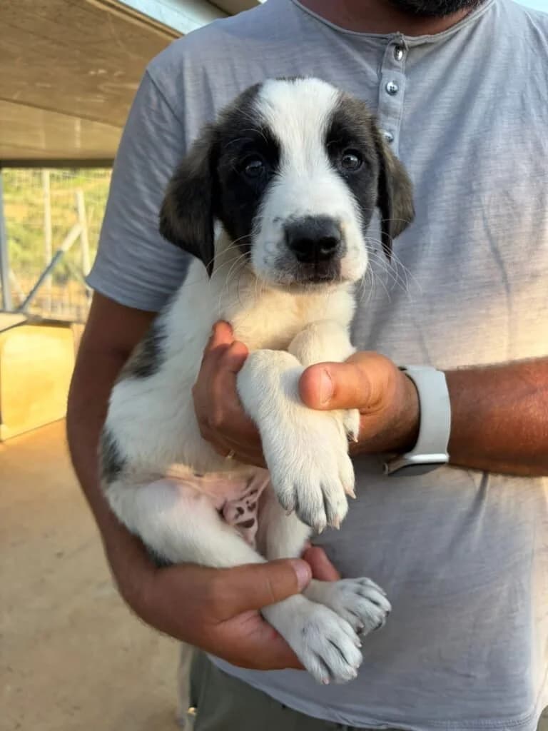 MAURO, male puppy Mixed Breed for adoption at Dimensione Animale Bergamo