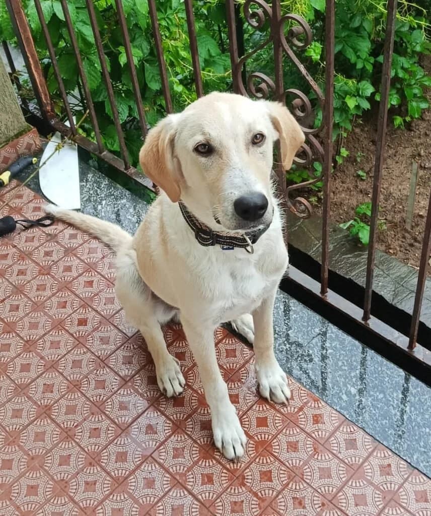 MAURO, male puppy Mixed Breed for adoption at Dimensione Animale Bergamo