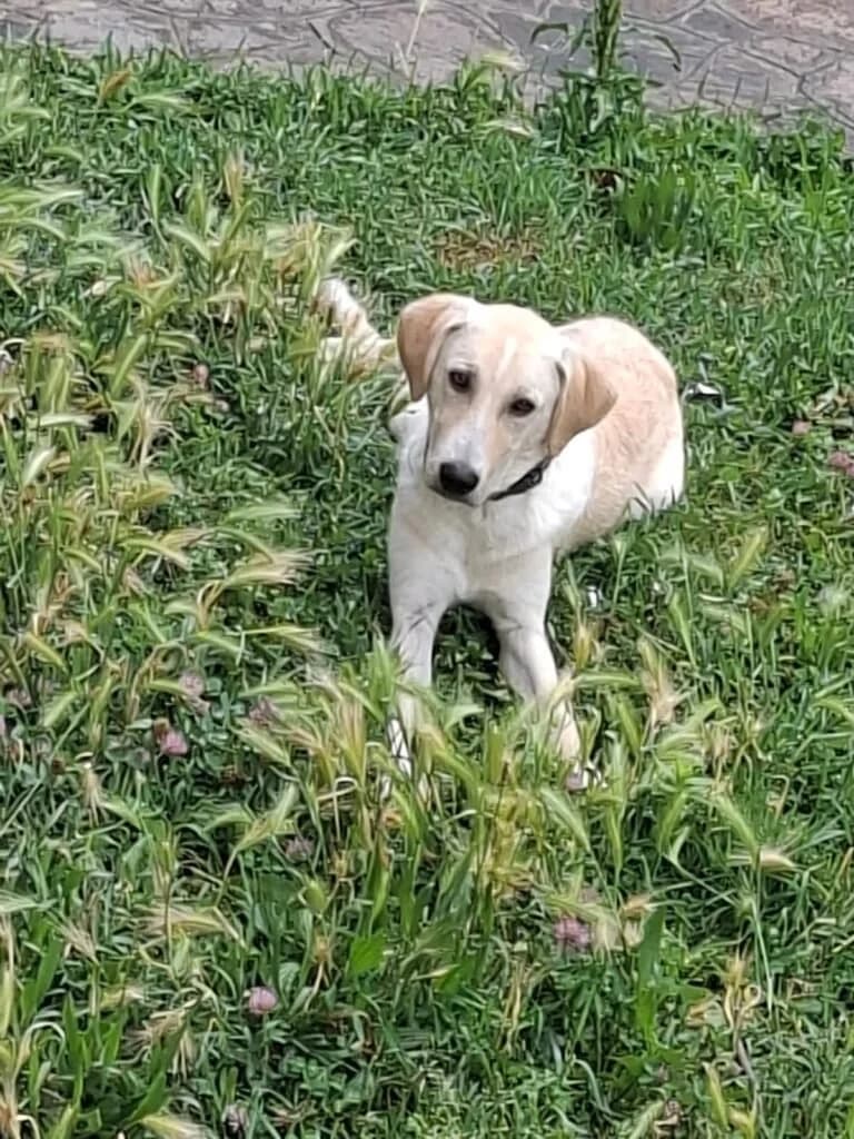 MAURO, male puppy Mixed Breed for adoption at Dimensione Animale Bergamo