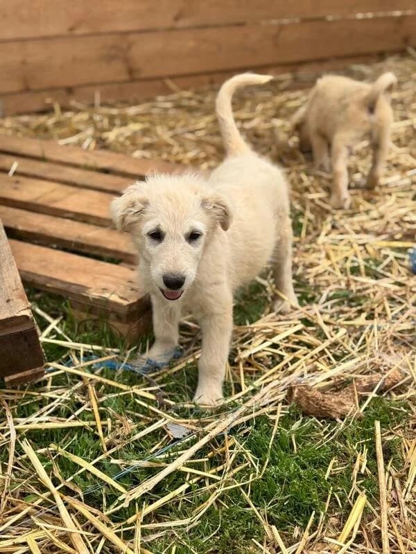 MAVERIK, male puppy Mixed Breed for adoption at Dimensione Animale Bergamo