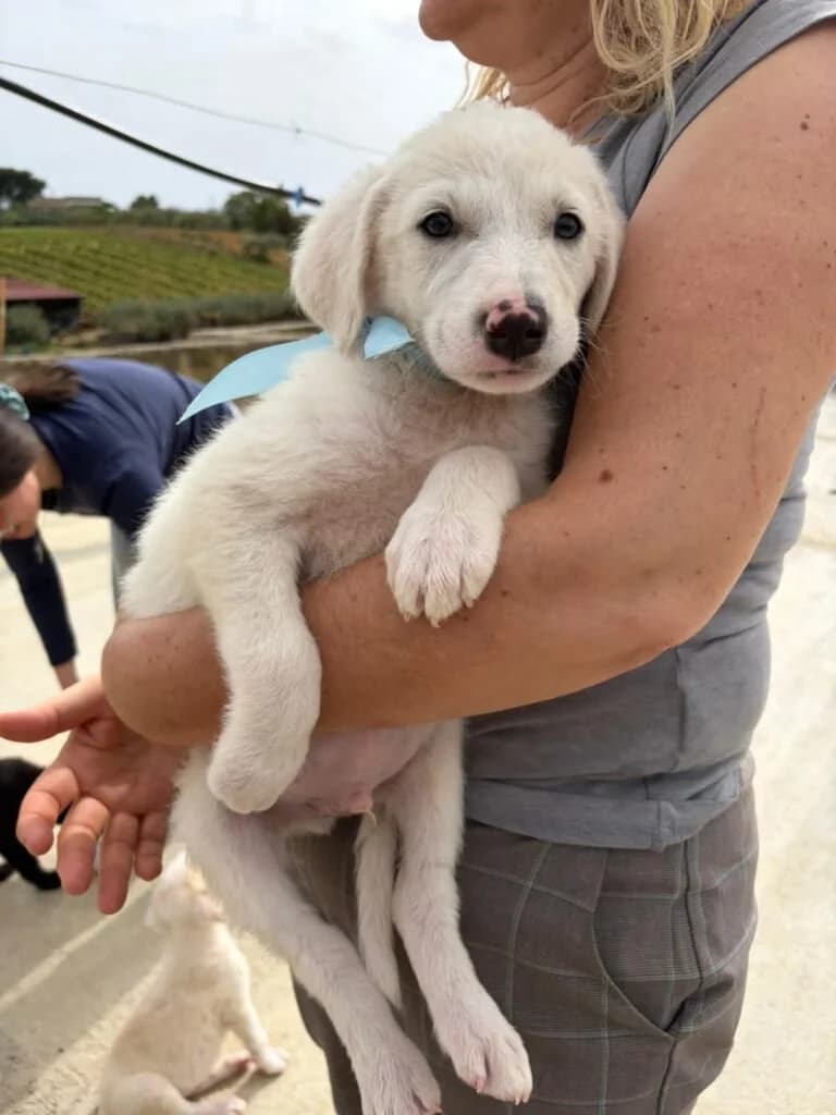 MAX, male puppy Mixed Breed for adoption at Dimensione Animale Bergamo