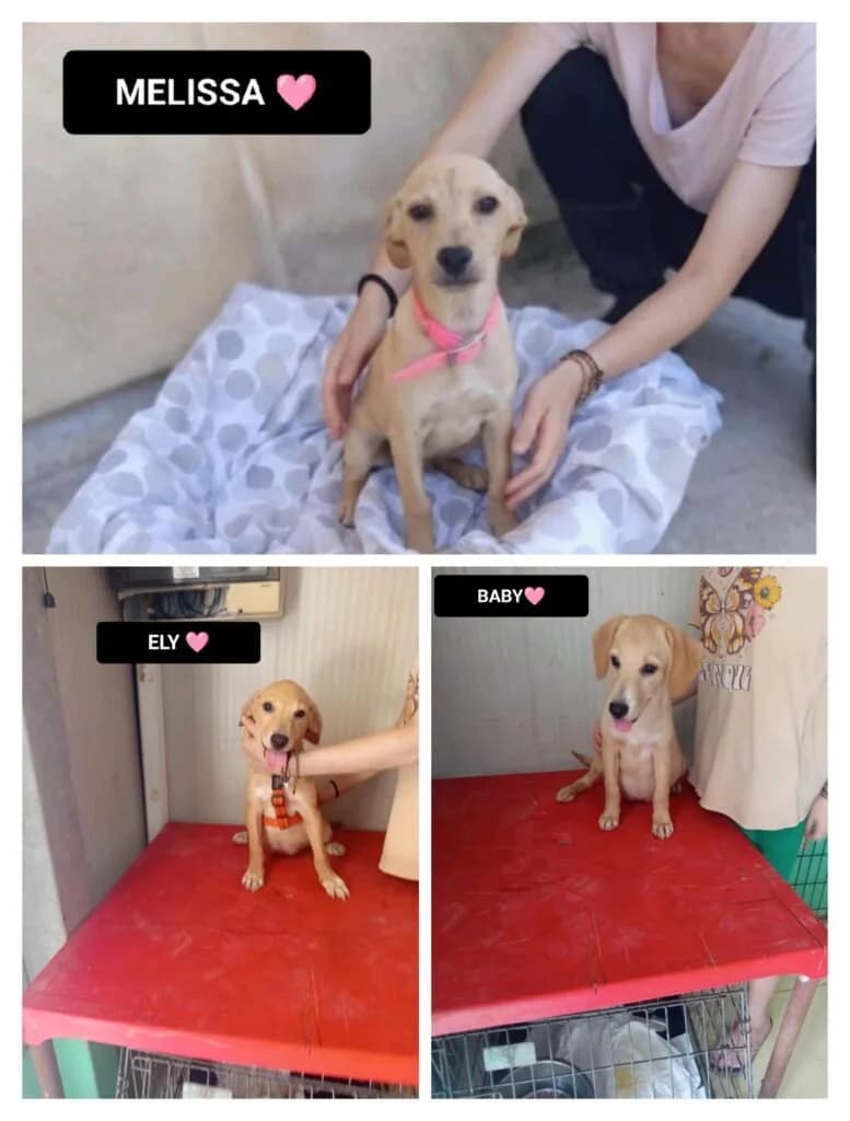 MELISSA, female puppy Mixed Breed for adoption at Dimensione Animale Bergamo