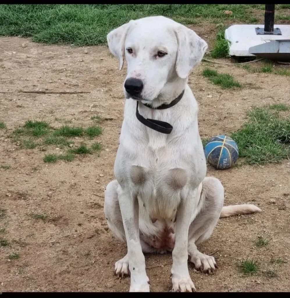 MEMOLE, female 4yo Mixed Breed for adoption at Dimensione Animale Bergamo