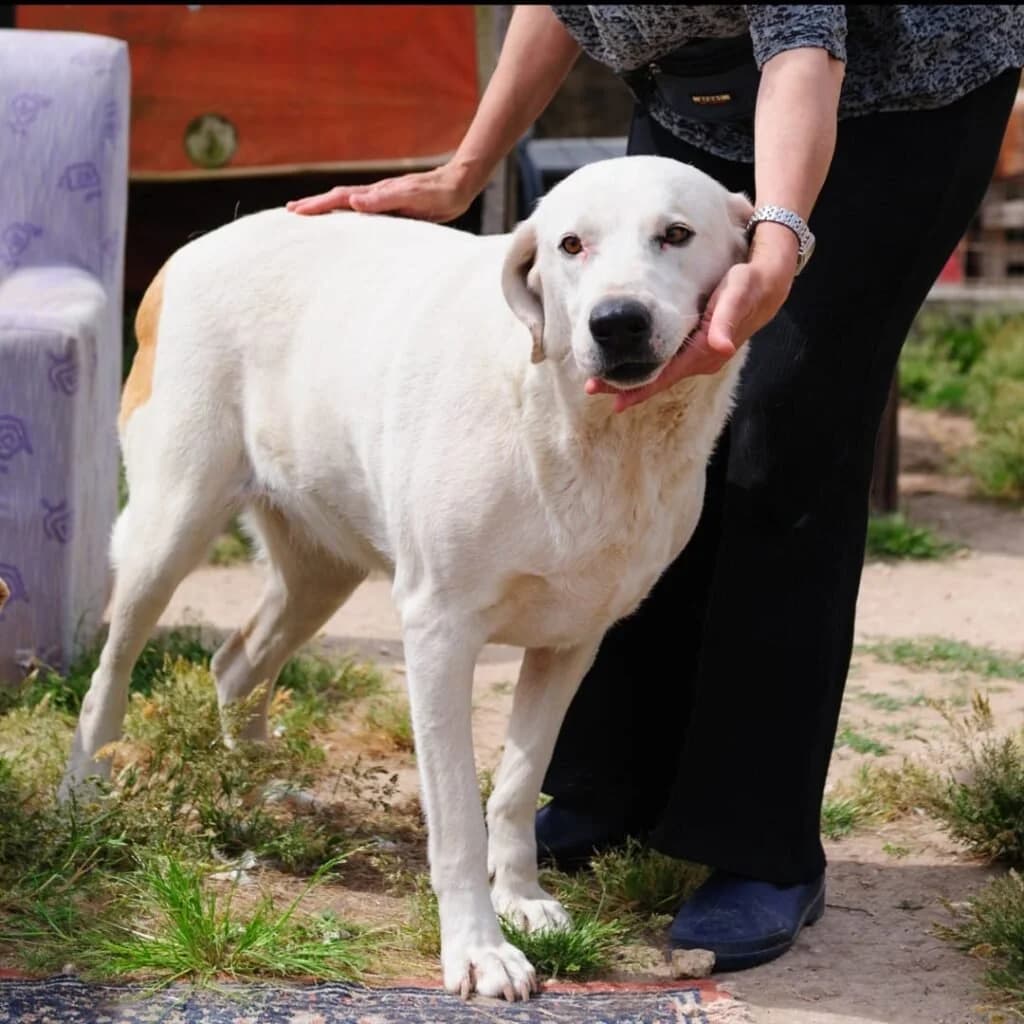 MEMOLE, female 5yo Mixed Breed for adoption at Dimensione Animale Bergamo