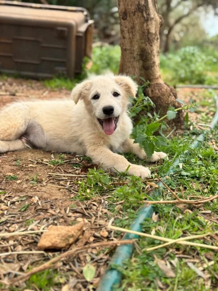 MIRKO, puppy Mixed Breed for adoption at Dimensione Animale Bergamo