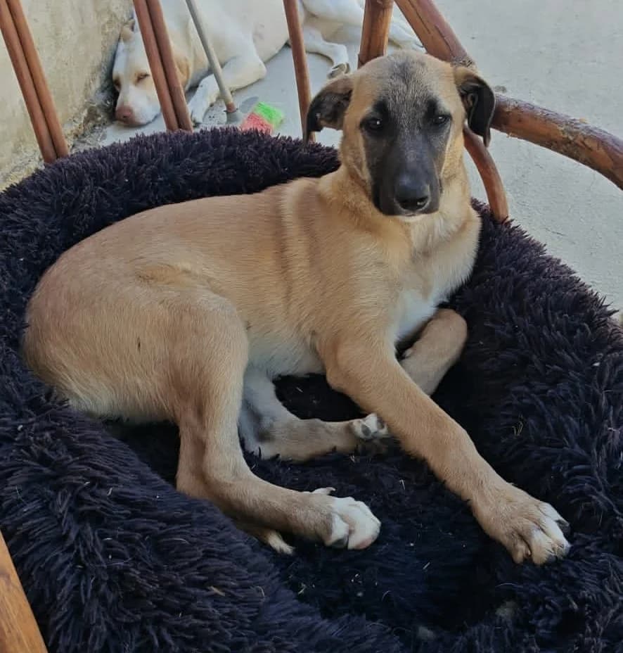 MOLLY, female puppy Mixed Breed for adoption at Dimensione Animale Bergamo