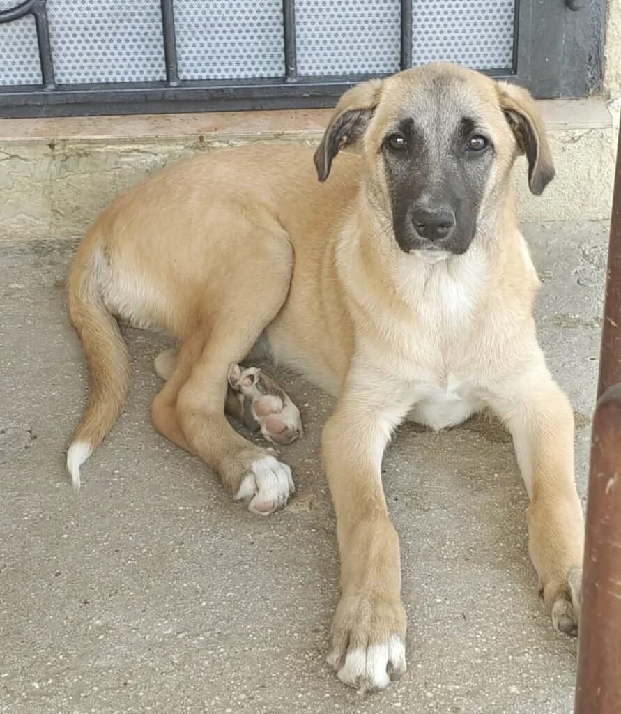 MOLLY, female puppy Mixed Breed for adoption at Dimensione Animale Bergamo