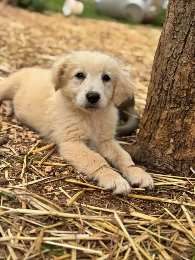 MORENA, female puppy Mixed Breed for adoption at Dimensione Animale Bergamo