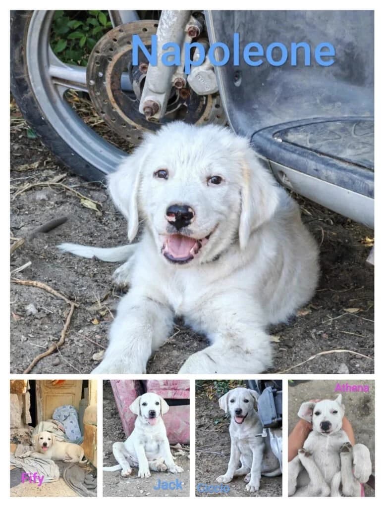 NAPOLEONE, CICCIO, JACK, ATHENA e FIFY, puppy Mixed Breed for adoption at Dimensione Animale Bergamo