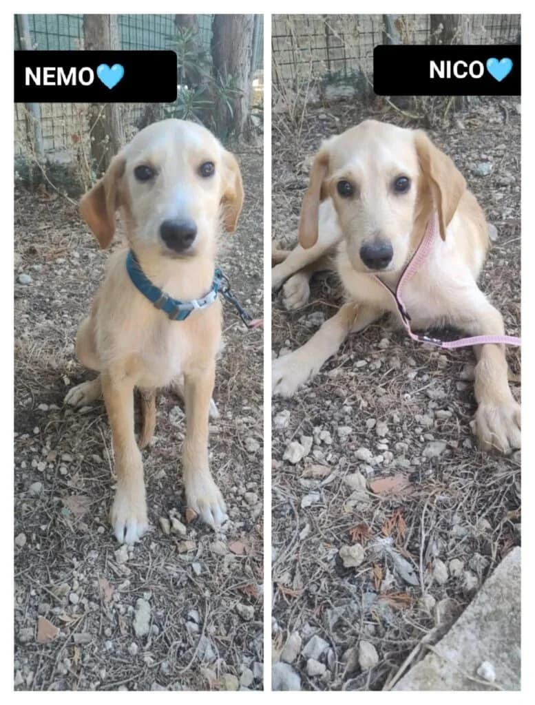 NICO e NEMO, male puppy Mixed Breed for adoption at Dimensione Animale Bergamo