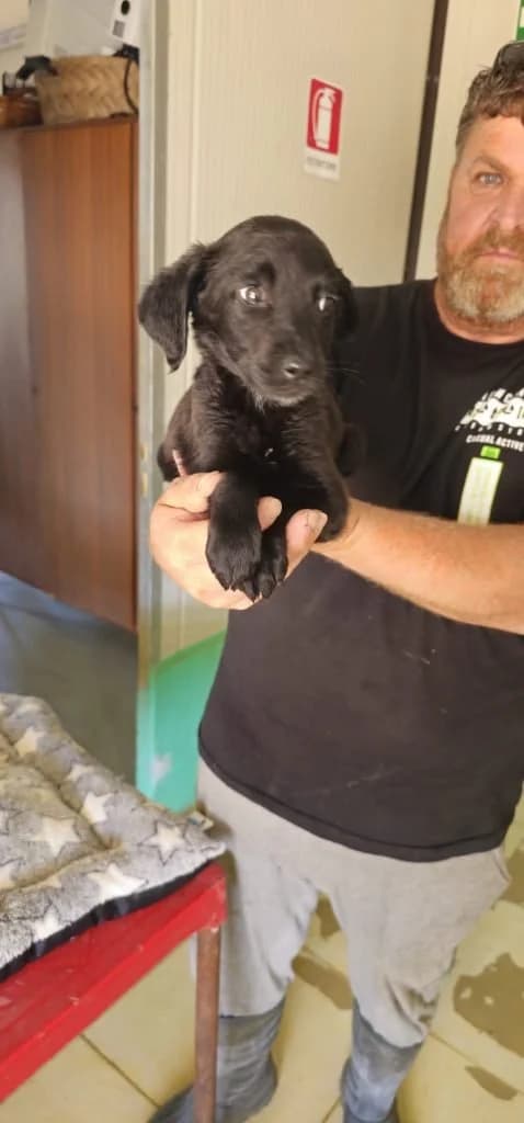 NINA, female puppy Mixed Breed for adoption at Dimensione Animale Bergamo