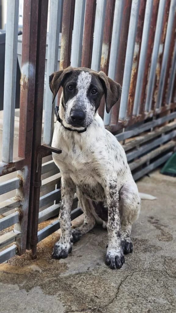 NOAH, female puppy Mixed Breed for adoption at Dimensione Animale Bergamo