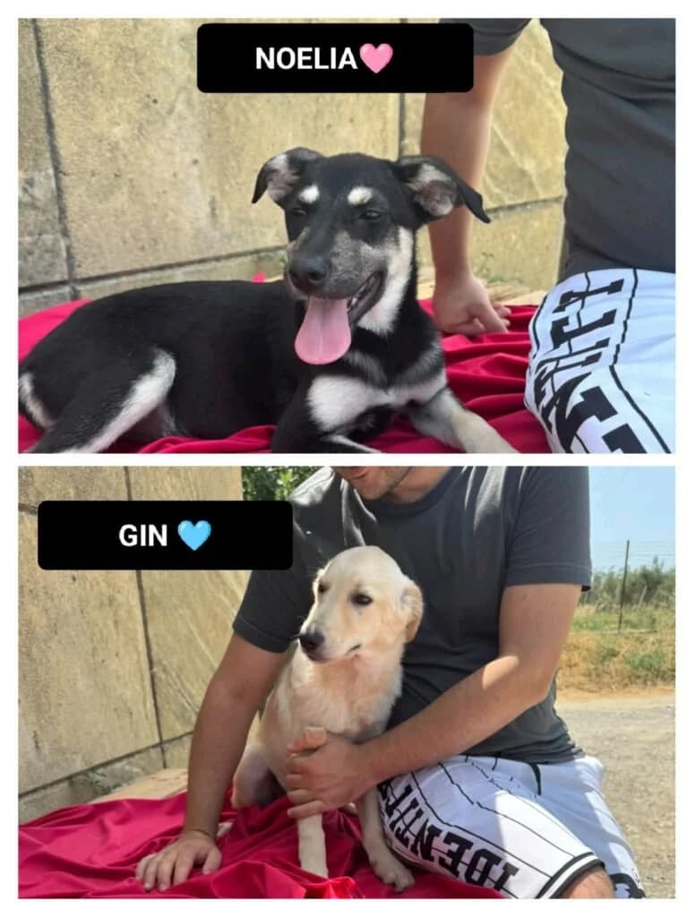 NOELIA e GIN, puppy Mixed Breed for adoption at Dimensione Animale Bergamo