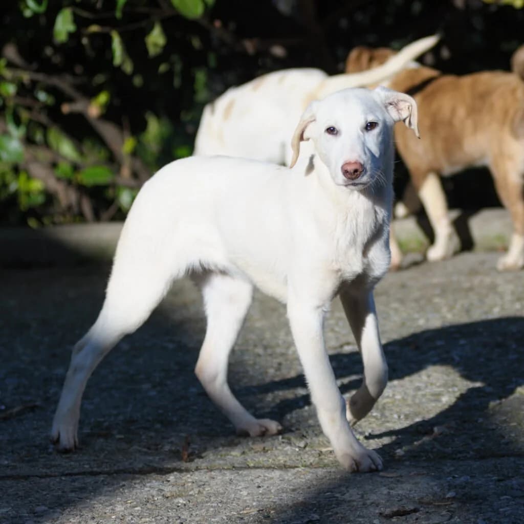 OLIVER, male puppy Mixed Breed for adoption at Dimensione Animale Bergamo