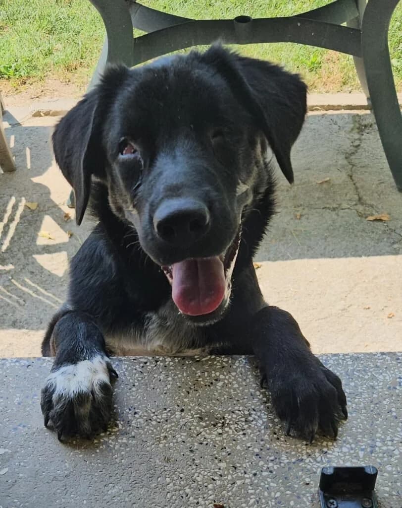OLIVER, male puppy Mixed Breed for adoption at Dimensione Animale Bergamo