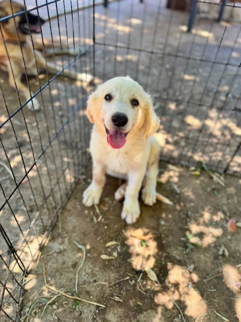 ORSO, male puppy Mixed Breed for adoption at Dimensione Animale Bergamo