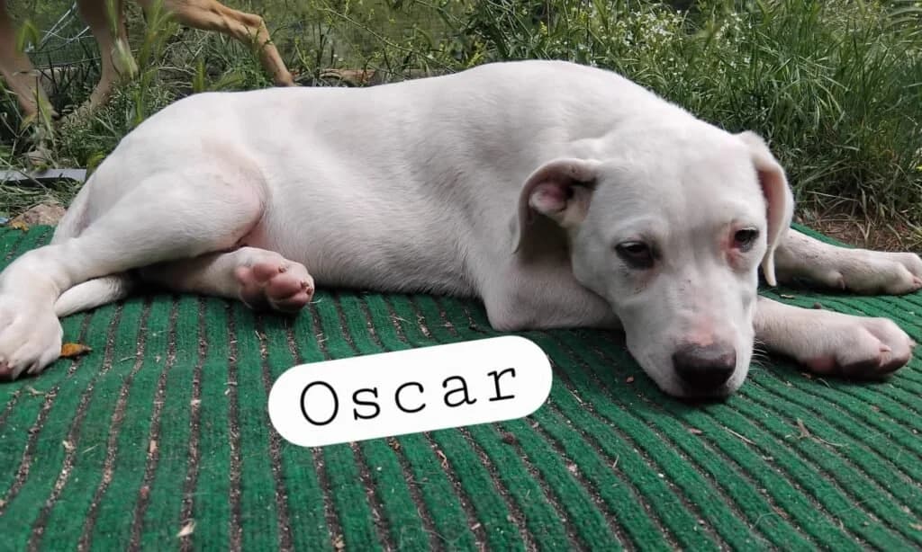 OSCAR, male puppy Mixed Breed for adoption at Dimensione Animale Bergamo