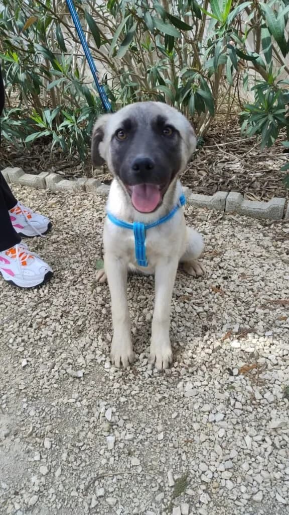 PANDA, female puppy Mixed Breed for adoption at Dimensione Animale Bergamo