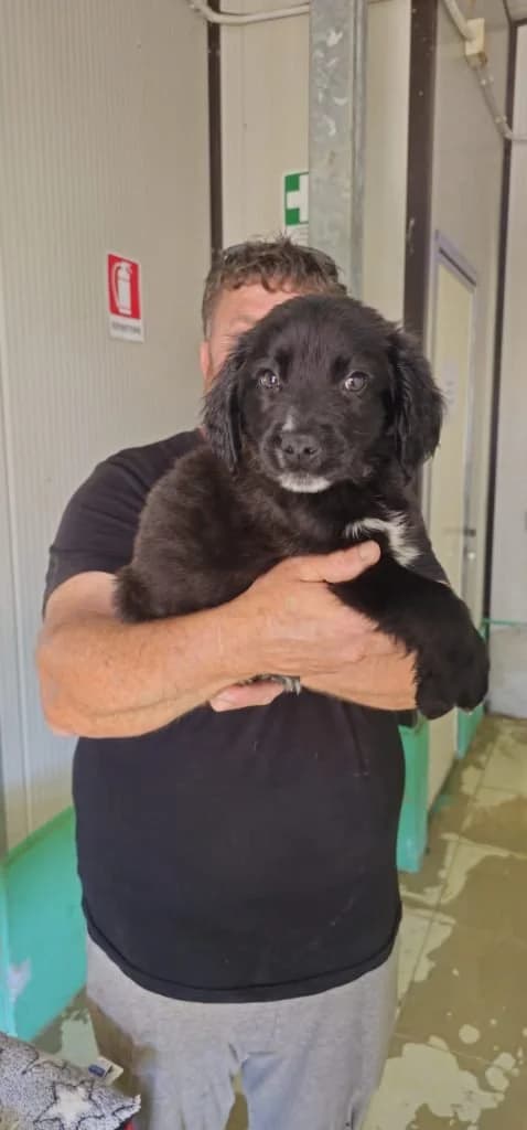 PEPE, male puppy Mixed Breed for adoption at Dimensione Animale Bergamo