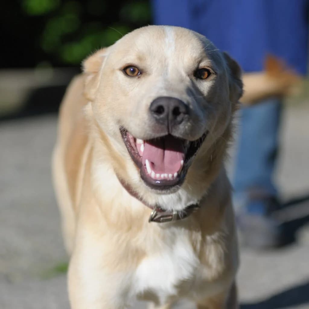 GIULIO, male puppy Mixed Breed for adoption at Dimensione Animale Bergamo