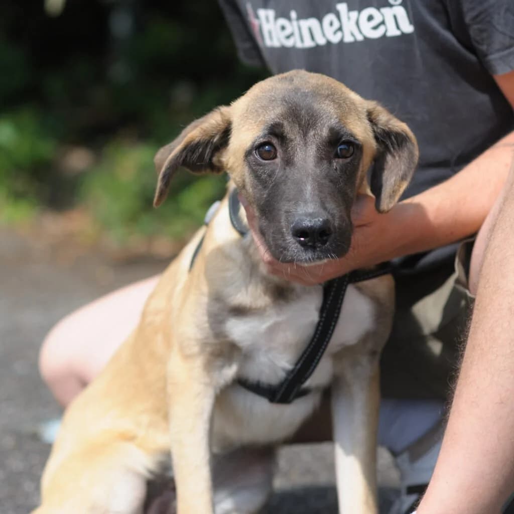 PIA, female young Mixed Breed for adoption at Dimensione Animale Bergamo