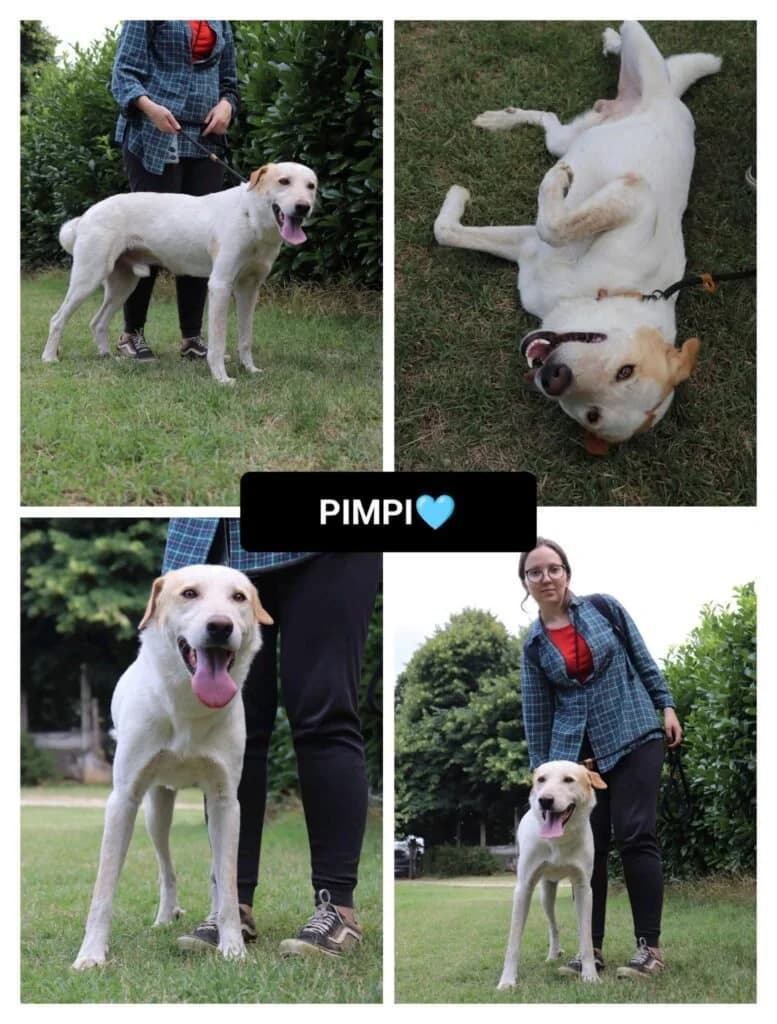 PIMPI, male young Mixed Breed for adoption at Dimensione Animale Bergamo