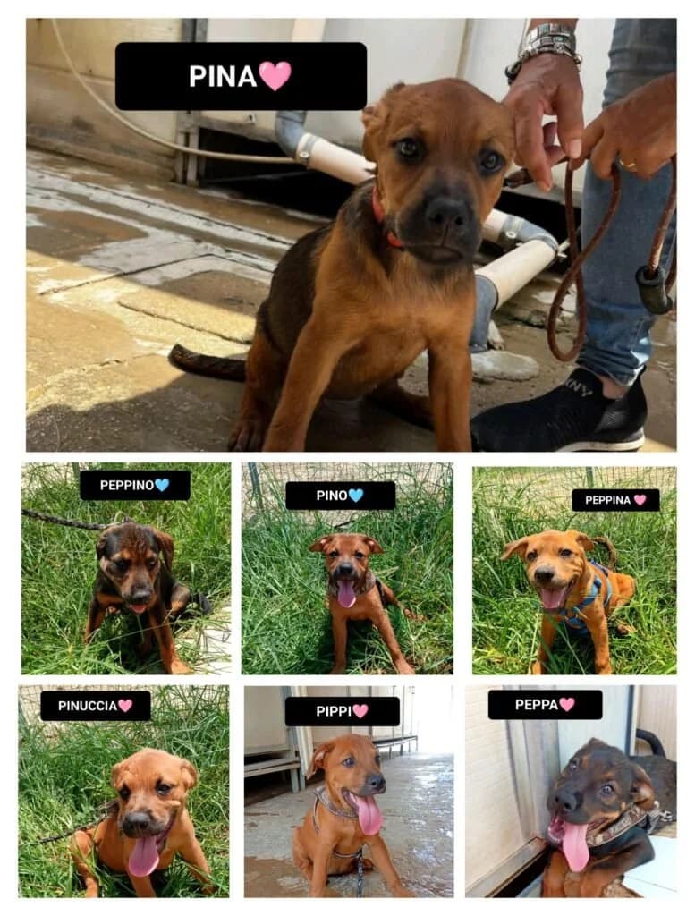 PINA, PINUCCIA, PIPPI, puppy Mixed Breed for adoption at Dimensione Animale Bergamo