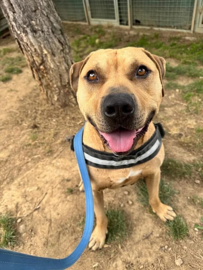 PIO, male 6yo Mixed Breed for adoption at Dimensione Animale Bergamo