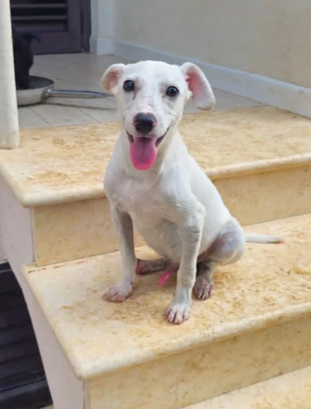 PLUTO, male puppy Mixed Breed for adoption at Dimensione Animale Bergamo