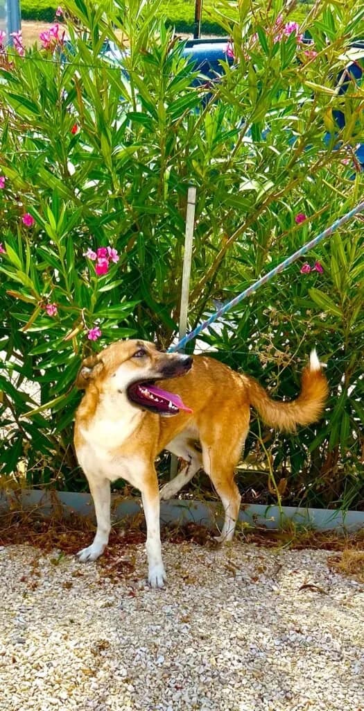 REGINA, female 3yo Mixed Breed for adoption at Dimensione Animale Bergamo