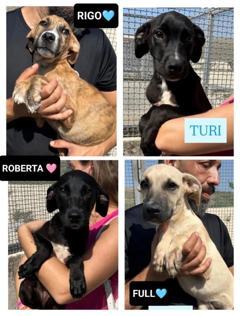 ROBERTA, FULL, RIGO, TURI, puppy Mixed Breed for adoption at Dimensione Animale Bergamo