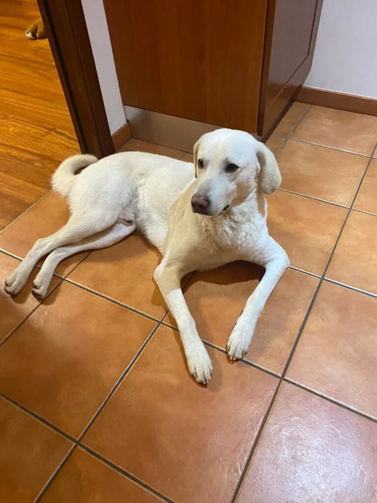 ROCKY, male 3yo Mixed Breed for adoption at Dimensione Animale Bergamo