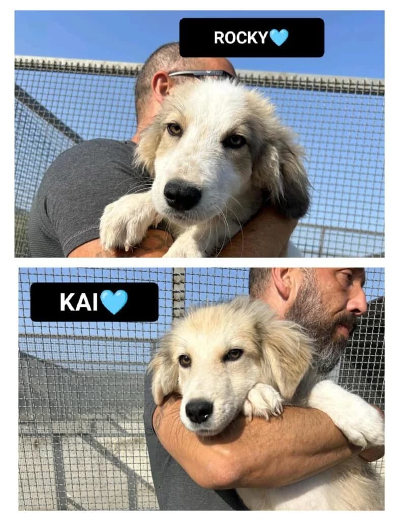 ROCKY e KAI, puppy Mixed Breed for adoption at Dimensione Animale Bergamo