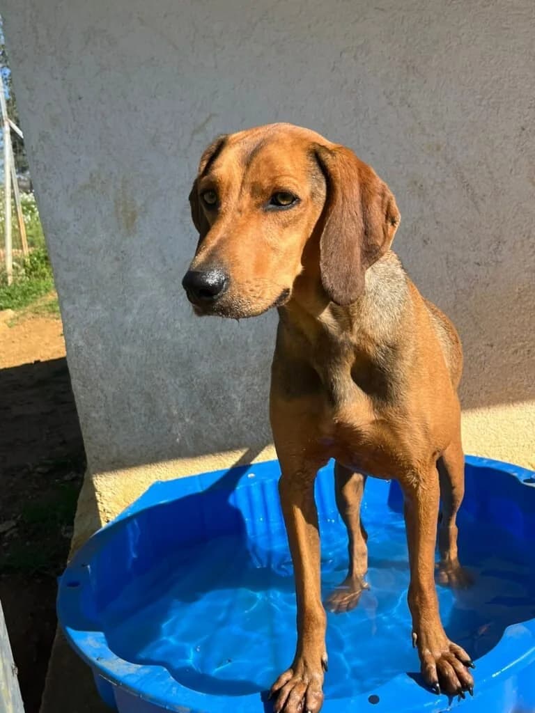 ROMERO, male 3yo Mixed Breed for adoption at Dimensione Animale Bergamo