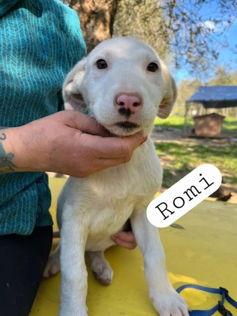 ROMI, male puppy Mixed Breed for adoption at Dimensione Animale Bergamo