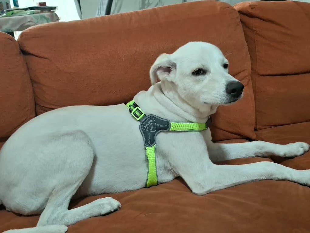 RONNY, male young Mixed Breed for adoption at Dimensione Animale Bergamo