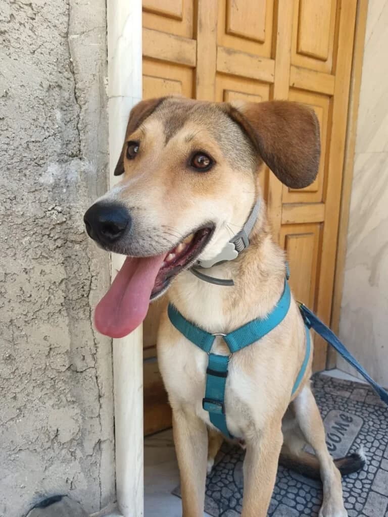 RORY, female young Mixed Breed for adoption at Dimensione Animale Bergamo