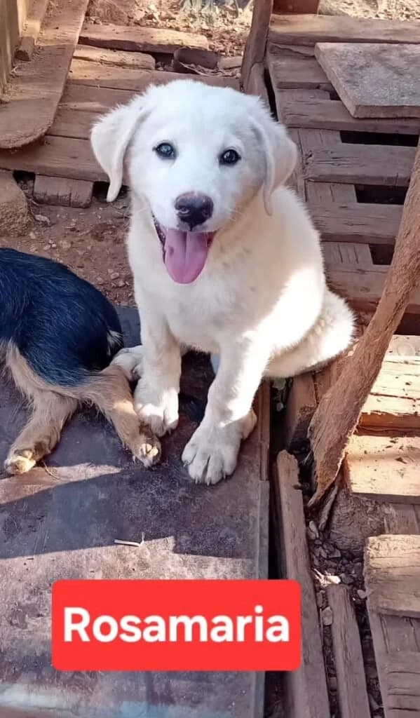 ROSAMARIA, female puppy Mixed Breed for adoption at Dimensione Animale Bergamo