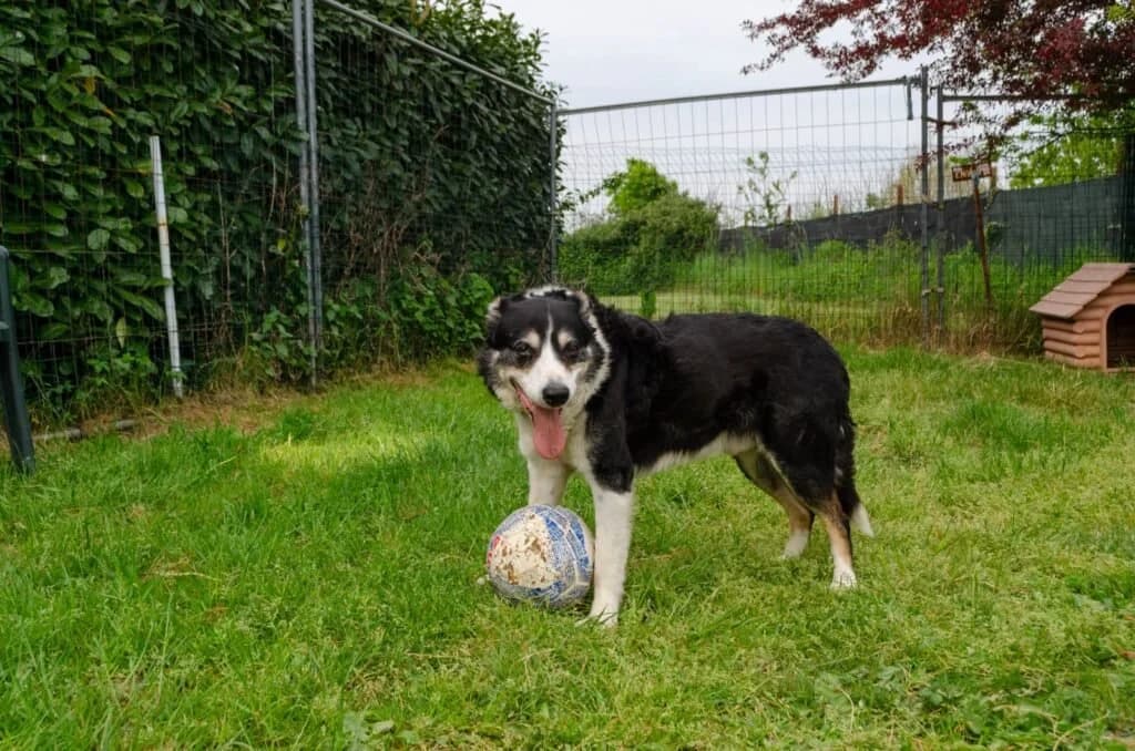 ROCKY, male senior Mixed Breed for adoption at Dimensione Animale Bergamo