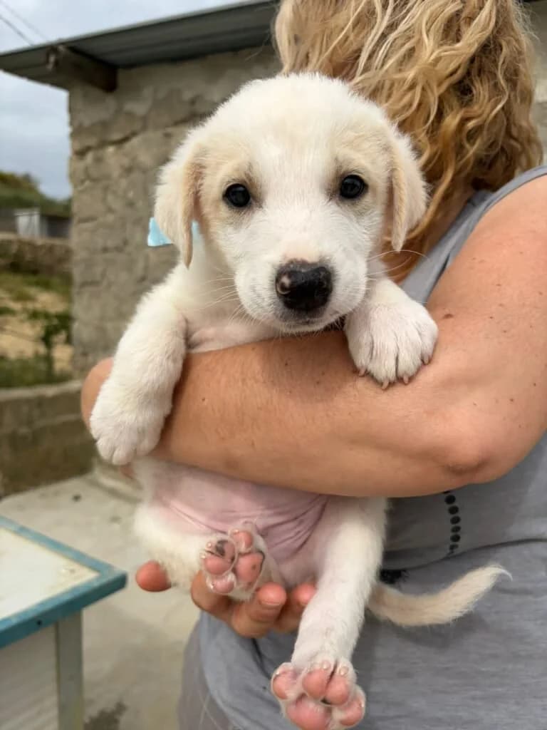 RUBEN, male puppy Mixed Breed for adoption at Dimensione Animale Bergamo