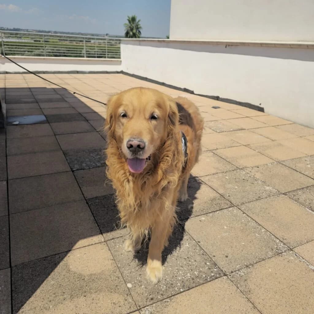 RYU, male senior Mixed Breed for adoption at Dimensione Animale Bergamo