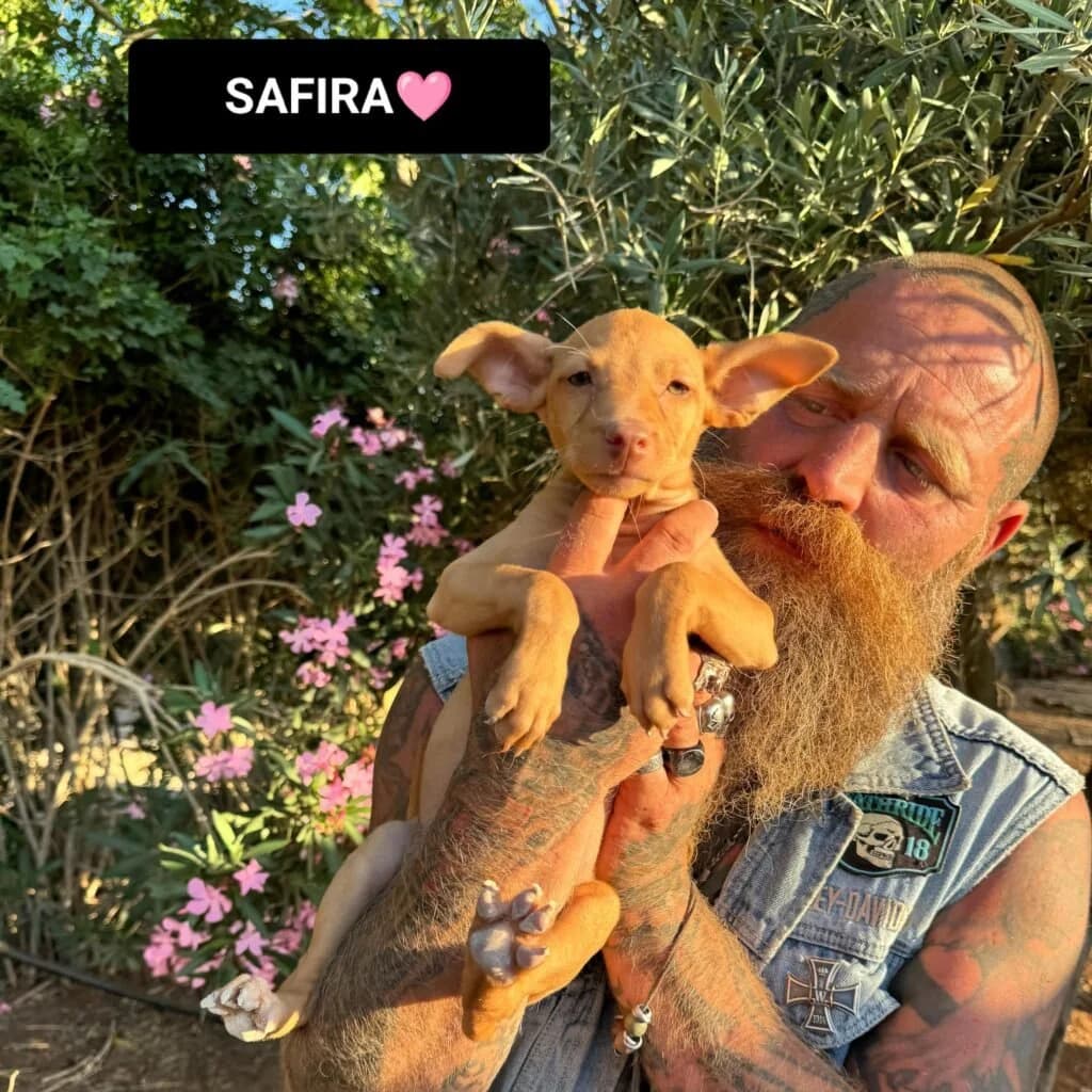 SAFIR, female puppy Mixed Breed for adoption at Dimensione Animale Bergamo